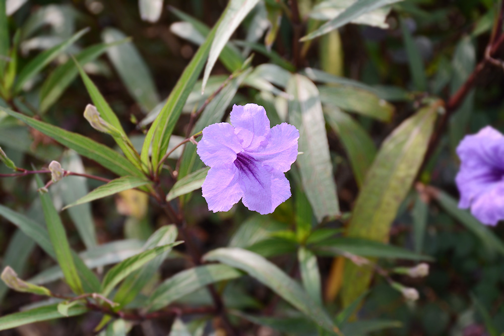 鼎盛国际(中国区) - 官方网站